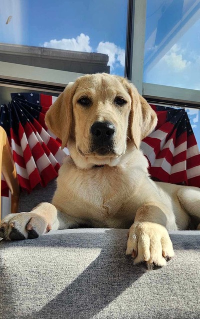 Allye - Phase 1 - Puppy Jake Foundation