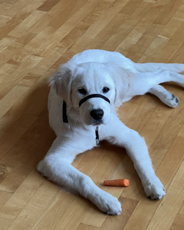 Andie? - Puppy Jake Foundation