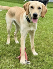 Cocoa Bean - Puppy Jake Foundation