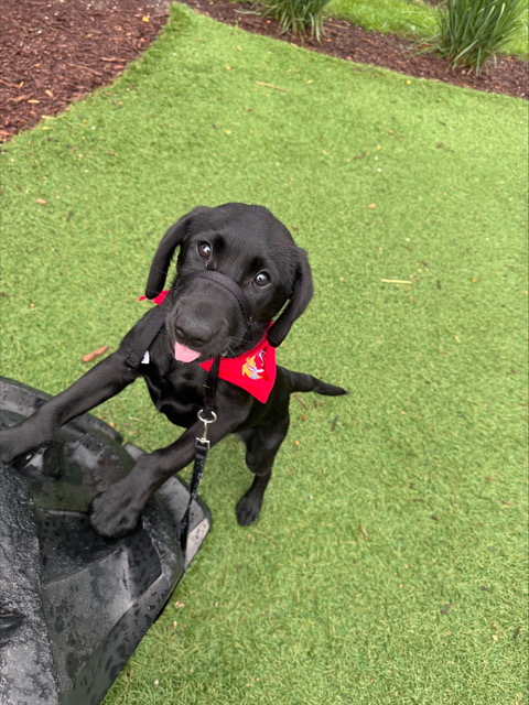 Harold - Phase 1 - Puppy Jake Foundation