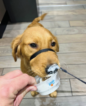 Jack? - Puppy Jake Foundation
