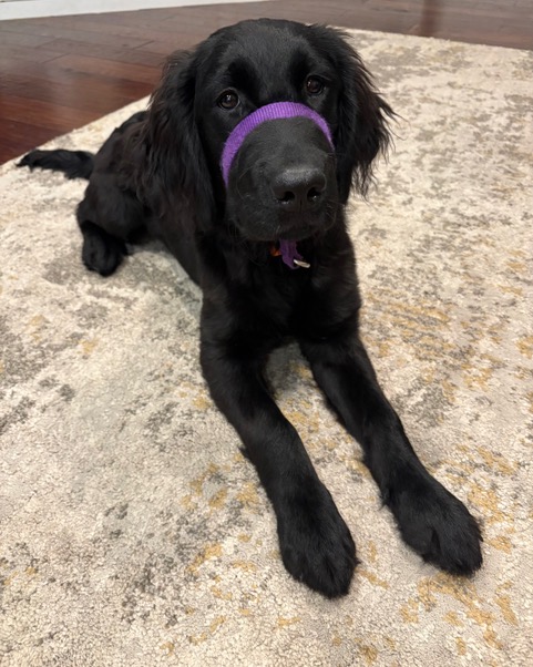 Montana - Phase 1 - Puppy Jake Foundation