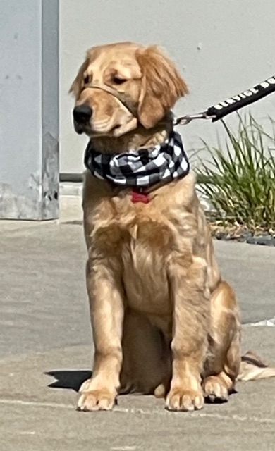Royal - phase 2 - Puppy Jake Foundation