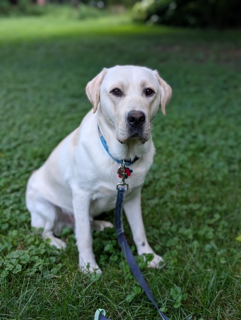 Winston - Phase 4 - Puppy Jake Foundation