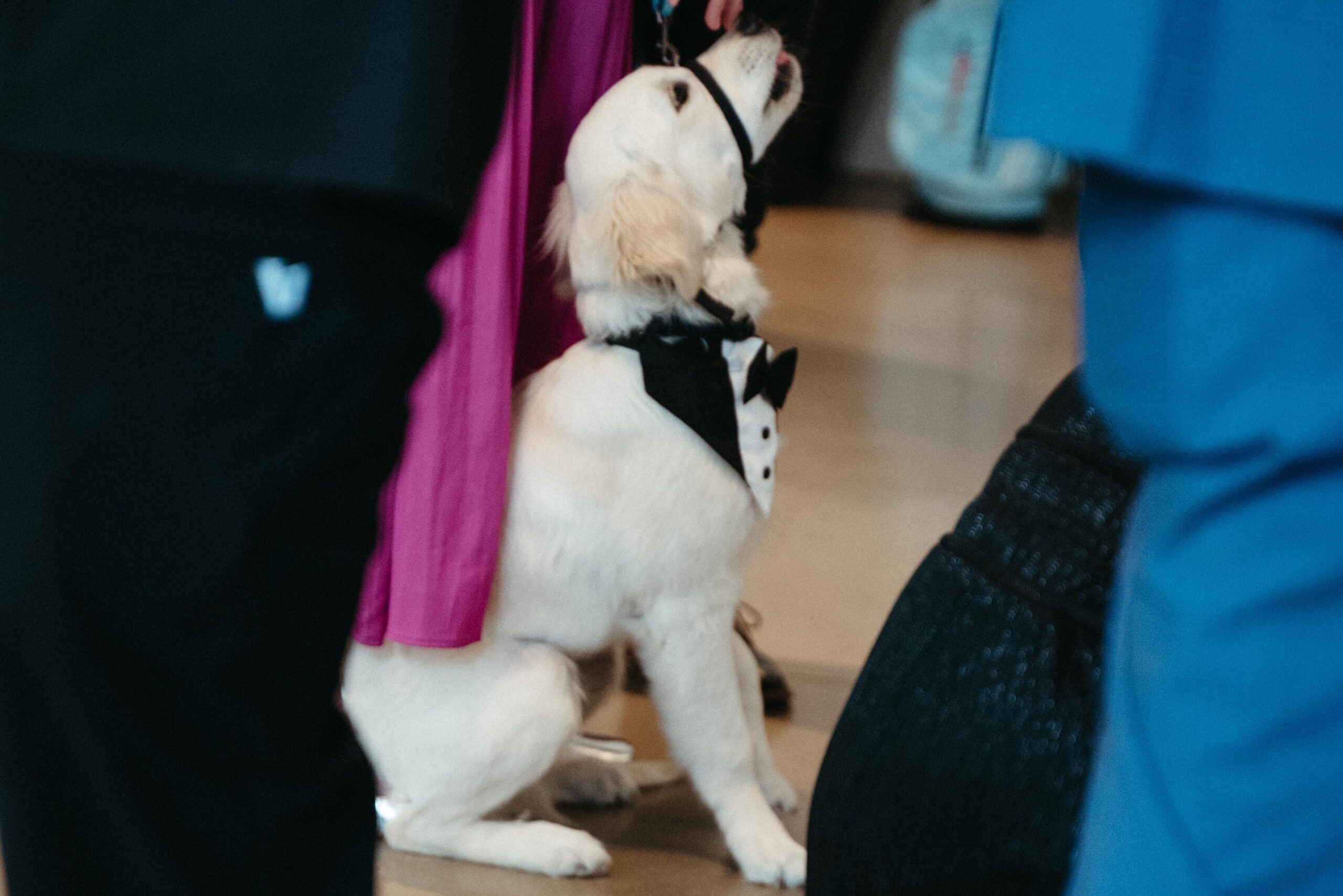 Sly Real Estate Group - Puppy Jake Foundation