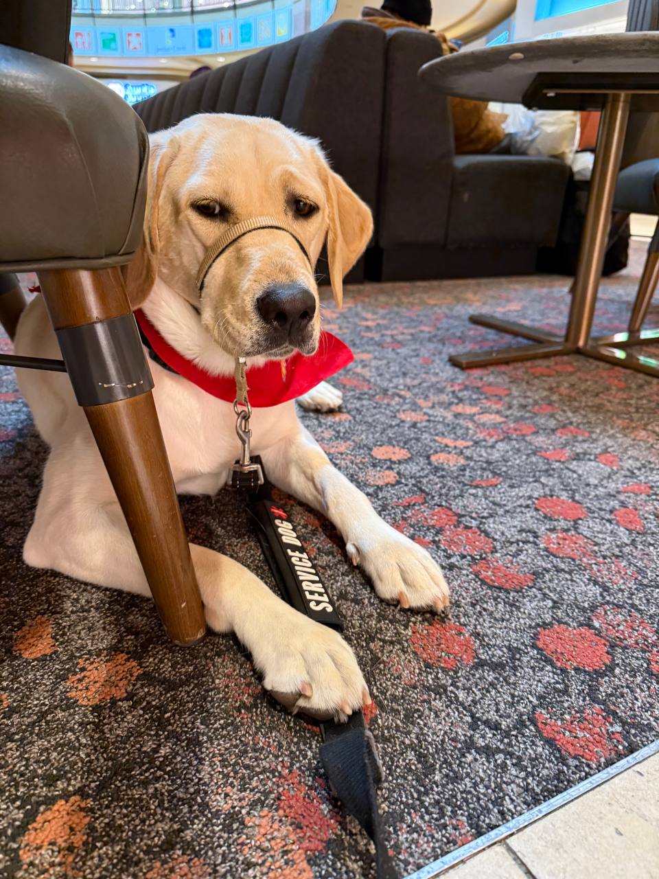 Allye - Puppy Jake Foundation