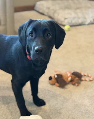 Black puppy with a red collar standing on a beige carpet indoors, with a plush toy and a tennis ball nearby.