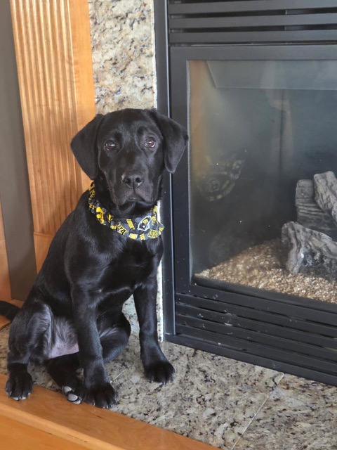 Black Labrador puppy sitting by a fireplace, wearing a yellow patterned collar on a stone hearth.