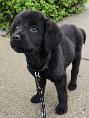 Black puppy on a leash looking up, standing on a concrete path with green bushes in the background, outdoors.