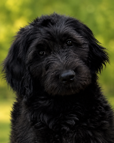 Close-up of a fluffy black puppy with a curious expression in a sunlit park background.