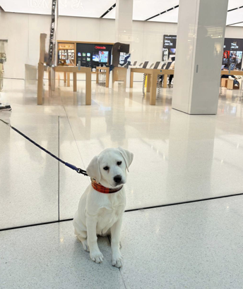 White puppy wearing an orange collar sits on a glossy mall floor, leash attached, storefronts in the background.