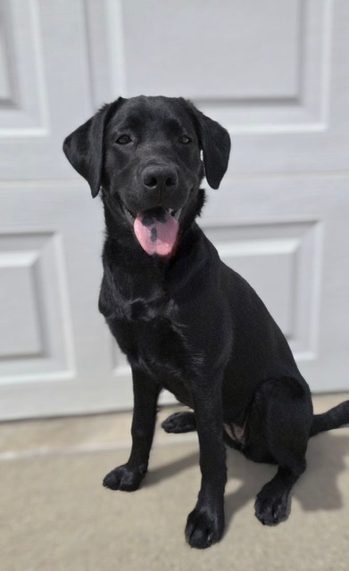 Black Labrador retriever puppy sitting on a porch, tongue out, in front of a light gray door.