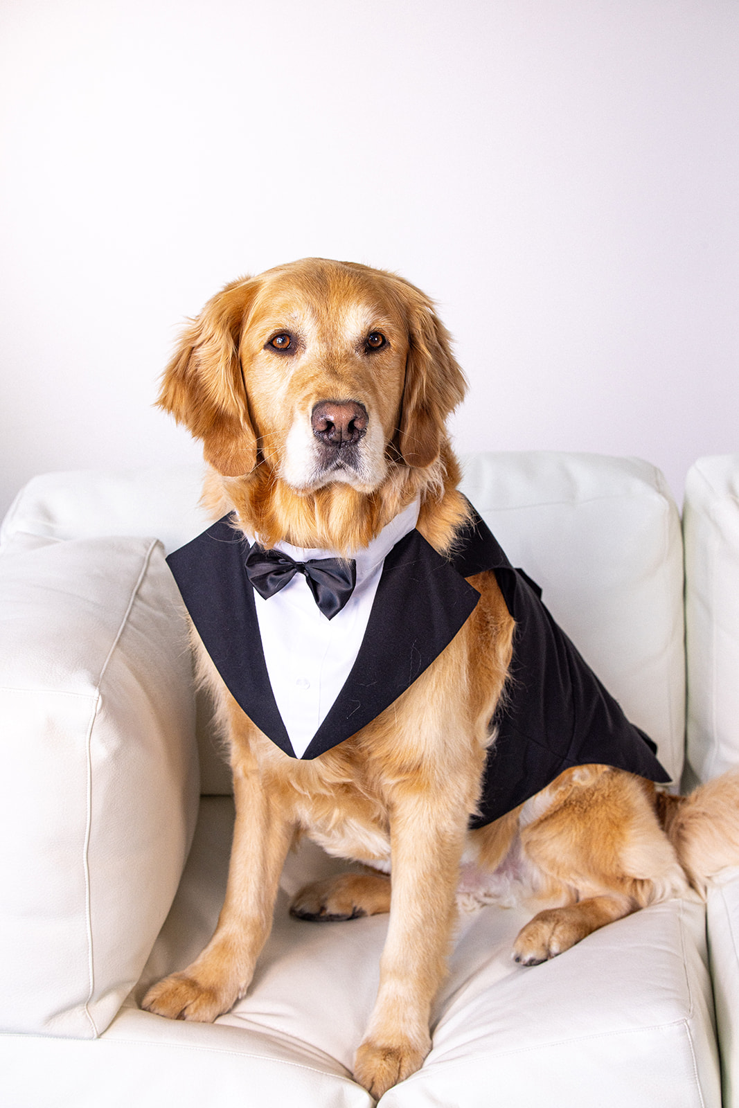 PUPPY JAKE GALA 2026 MASTER - Puppy Jake Foundation - Puppy Jake Foundation Golden retriever wearing a black tuxedo and bow tie, sitting on a white couch.
