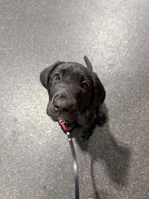 Young black puppy on a leash looking up at the camera on a gray speckled floor, wearing a red collar.