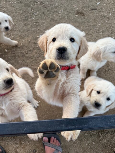 Golden retriever puppy with red collar reaching toward the camera, paw raised over a dark barrier on a dirt surface.