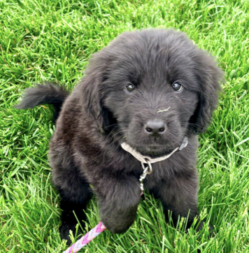 Black puppy on a pink rope leash standing on bright green grass, looking at the camera.