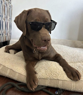 Chocolate Labrador puppy wearing black sunglasses, lounging on a beige dog bed indoors.