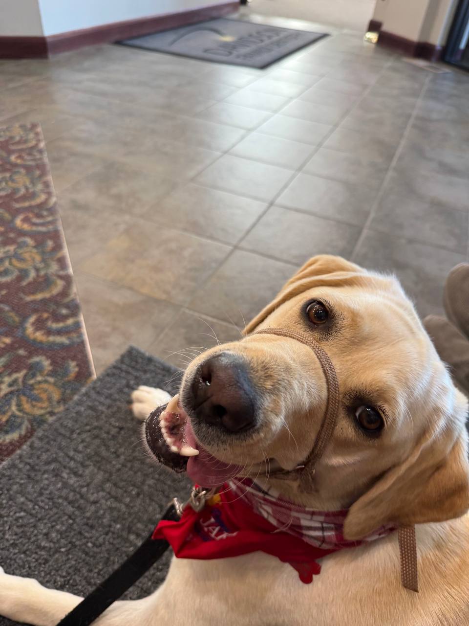 photo_2026-07-16 080043 - Puppy Jake Foundation - Puppy Jake Foundation Golden retriever wearing a red bandana and brown leash, looking up with a happy expression in a tiled lobby.