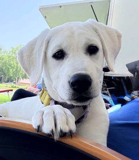 Close-up of a white Labrador puppy with one paw on a car window edge, looking at the camera