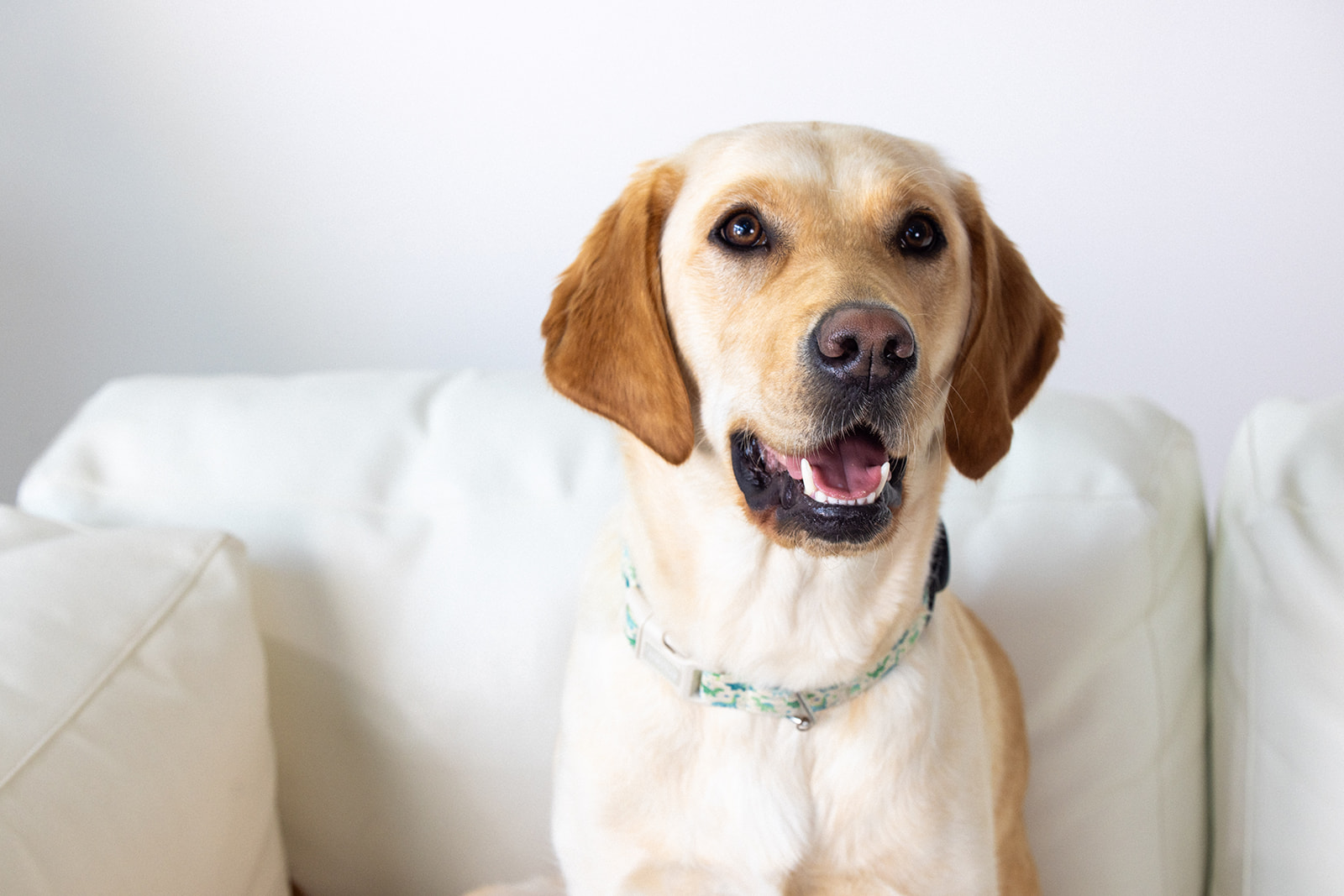 PUPPY JAKE GALA 2026 MASTER - Puppy Jake Foundation - Puppy Jake Foundation Golden retriever sitting on a white couch, wearing a patterned collar and smiling at the camera.