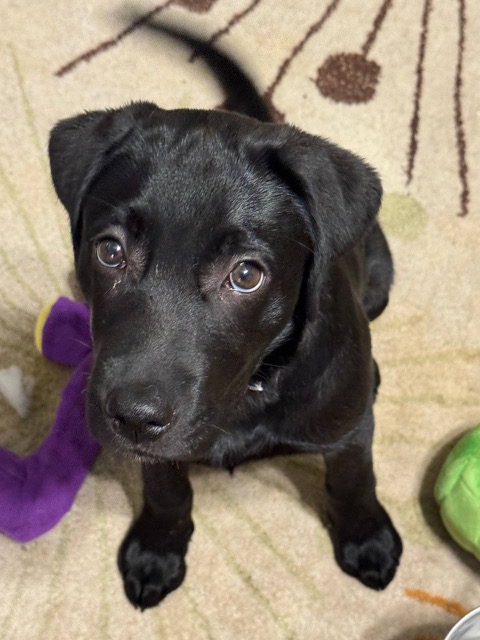 Black puppy sitting on a beige rug, gazing up at the camera with purple and green toys nearby.