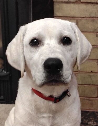 Close-up of a white Labrador wearing a red collar, looking at the camera, in front of a brick wall.