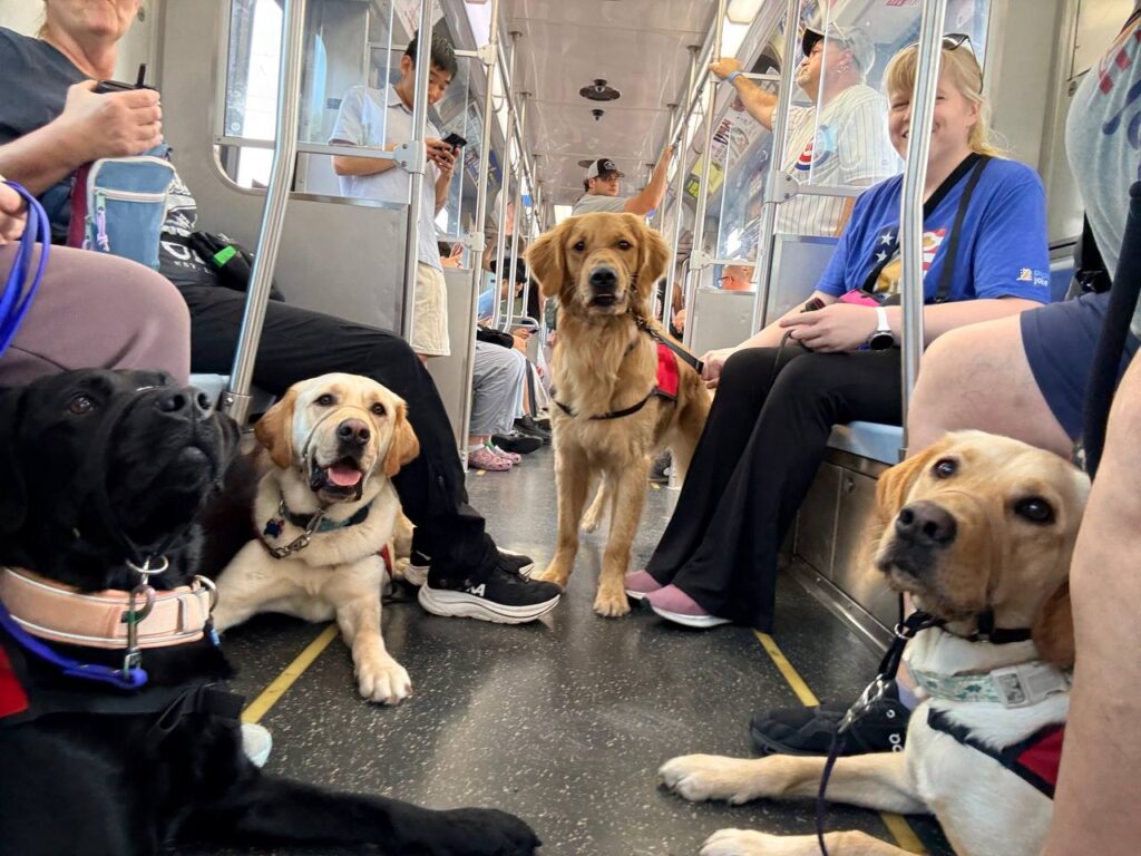 Dogs with harnesses ride a subway car, lying or standing on the floor among seated passengers and travelers holding onto rails.