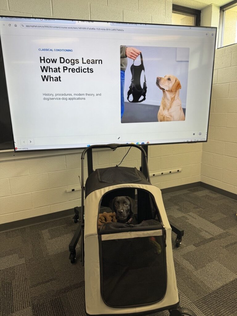 Black dog sitting in a beige service dog carrier/cart in a classroom, with a large screen displaying a slide about how dogs learn what predicts what.