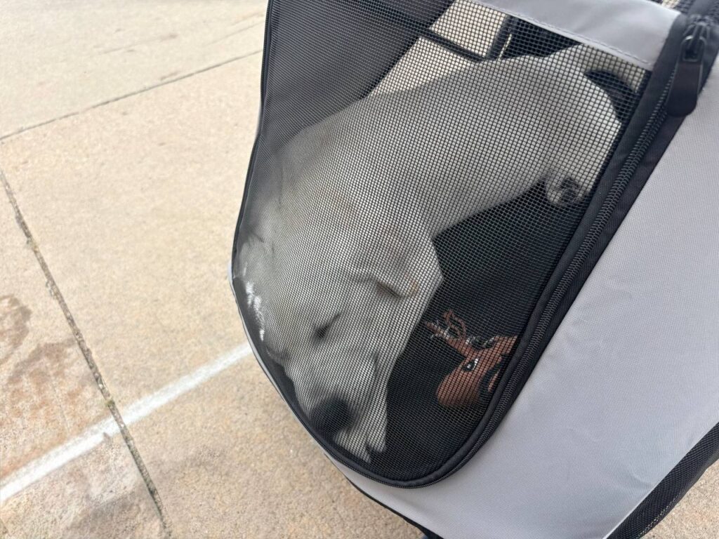 Light-colored dog sleeping inside a gray soft-sided pet carrier with a mesh front on a sidewalk.
