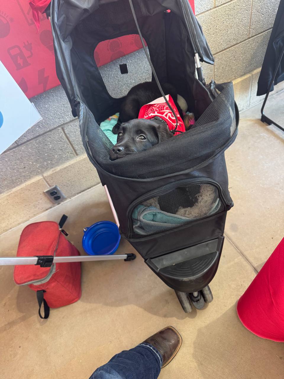 photo_2026-10-26 103111 - Puppy Jake Foundation - Puppy Jake Foundation Small black dog wearing a red bandana in a black pet stroller with a mesh window